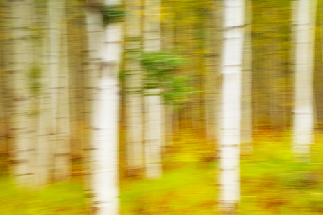 Painted Aspens