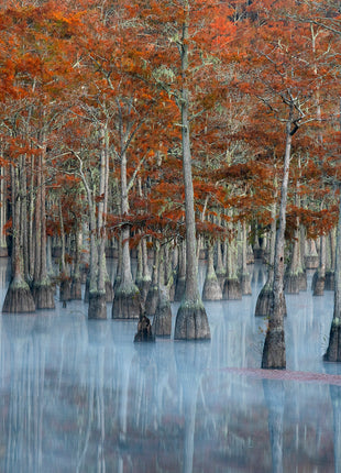 Painted Cypress