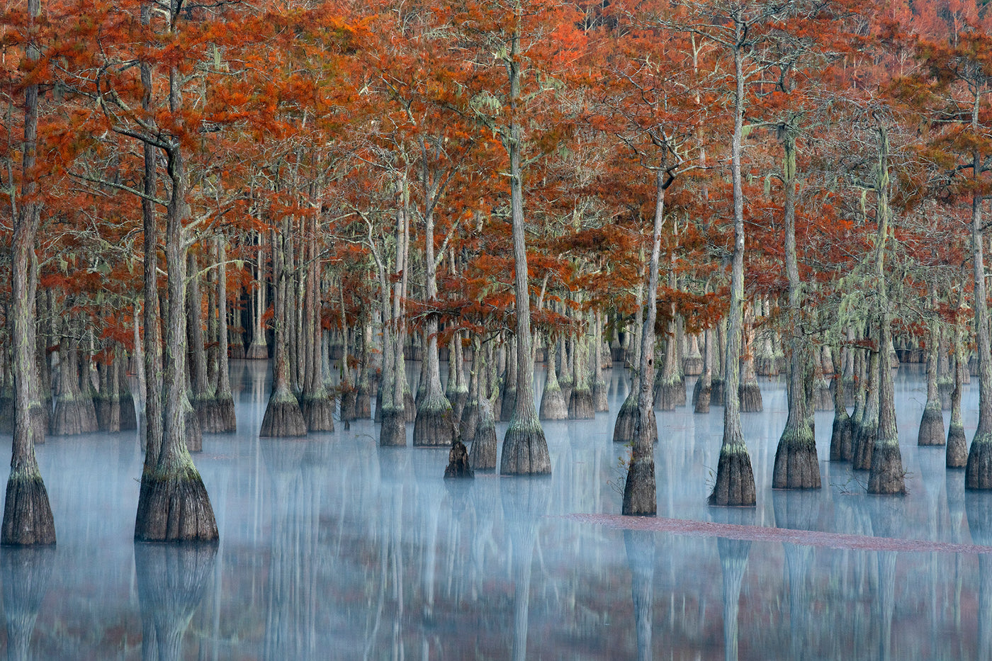Painted Cypress