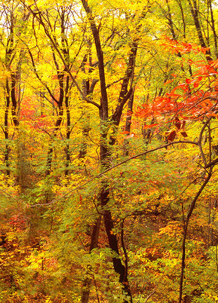 Red Forest