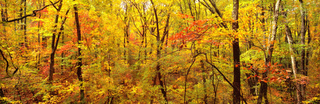 Red Forest