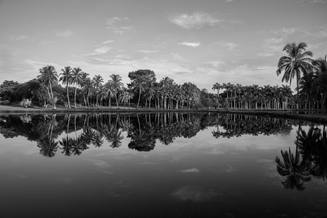 Palmetum