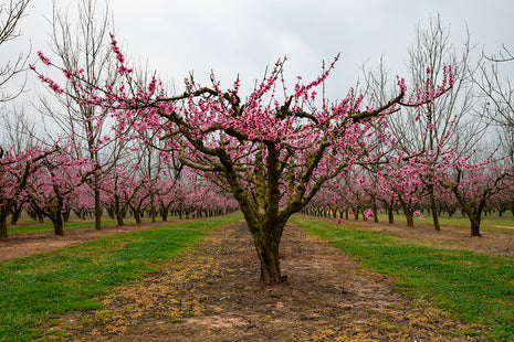 Peach Blossoms