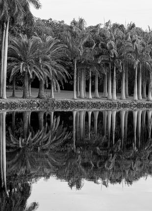 Royal Splendor