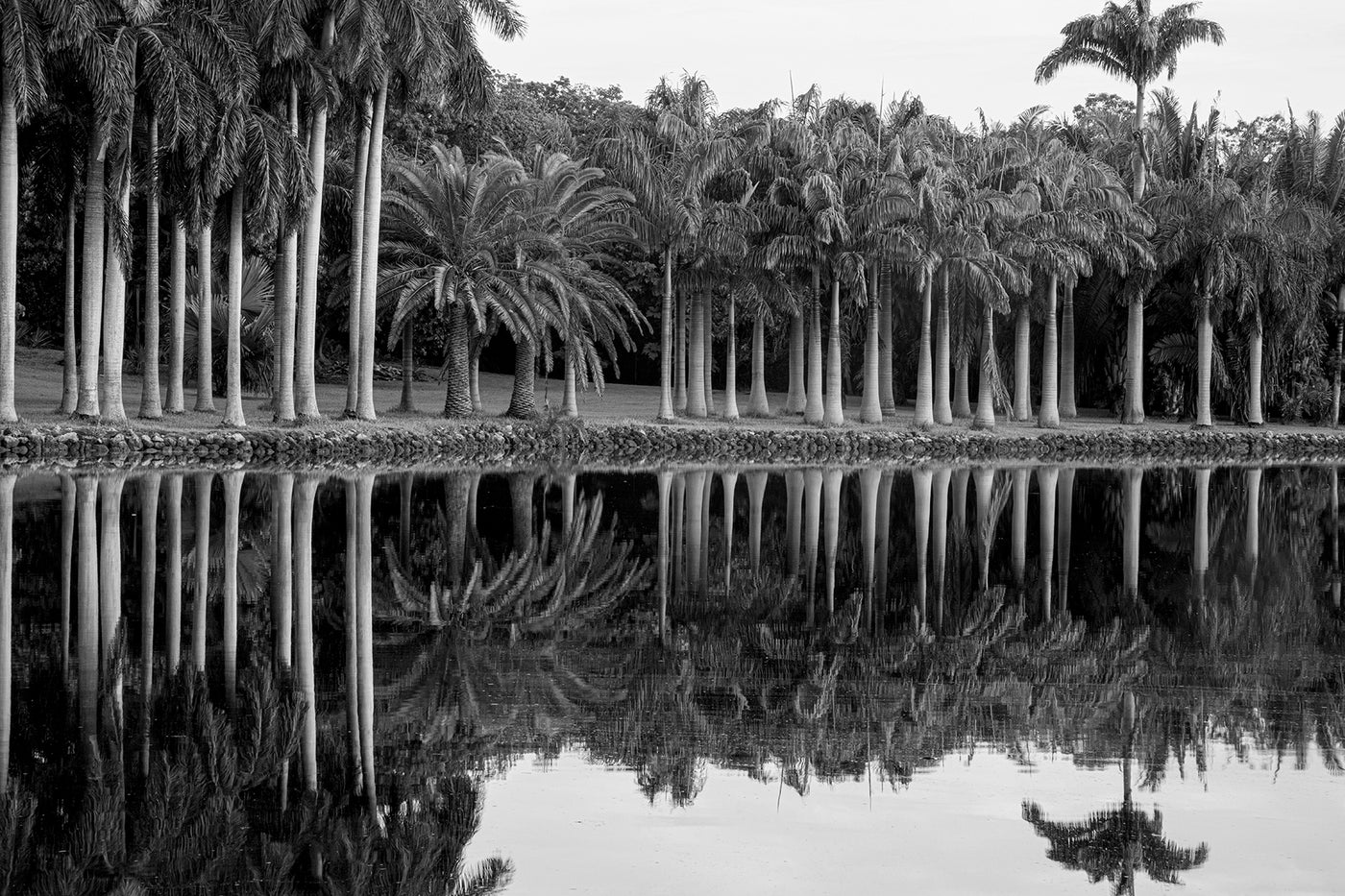 Royal Splendor
