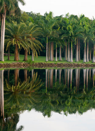Royal Splendor Color