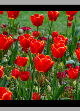 Tulips
