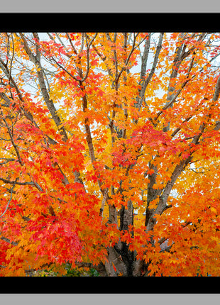Autumn Serenade