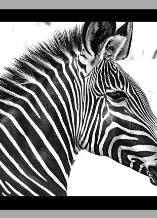 Zebra 2