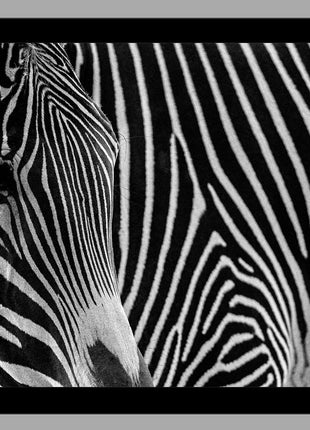 Zebra 3
