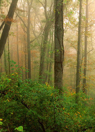 Sacred Forest