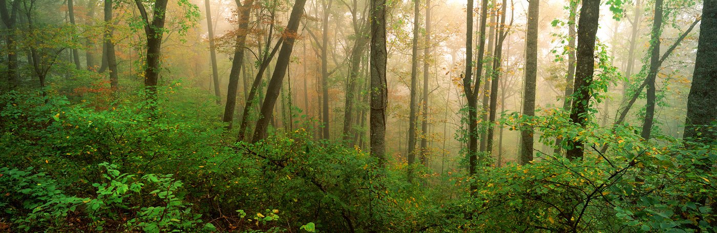 Sacred Forest
