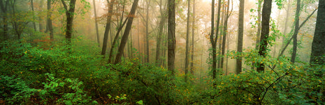 Sacred Forest