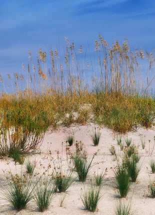 Sea Oats