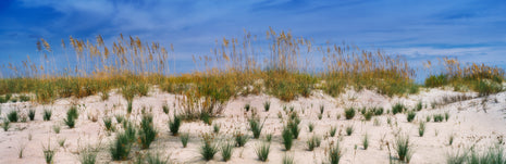 Sea Oats