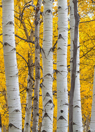 Seasons Glow