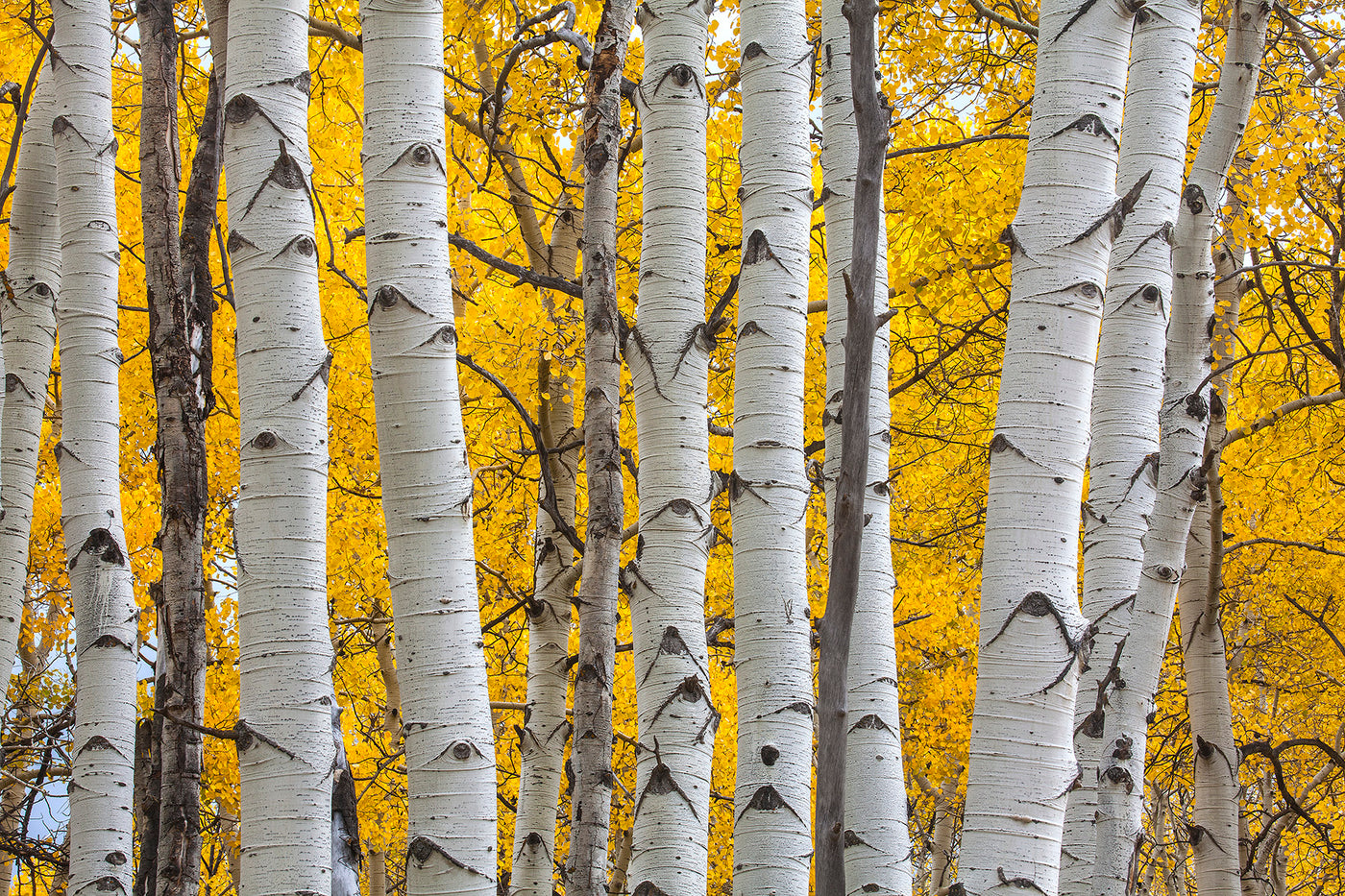 Seasons Glow