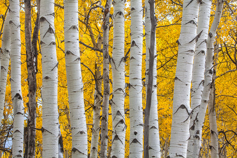 Seasons Glow