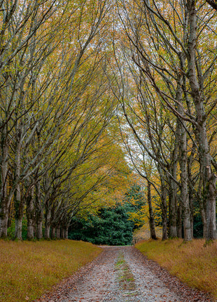 Shades of Autumn