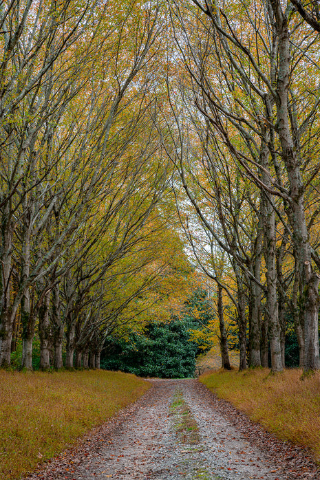 Shades of Autumn