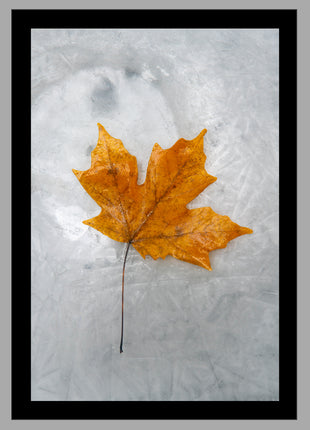 Autumn Flame