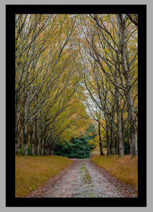 Shades of Autumn