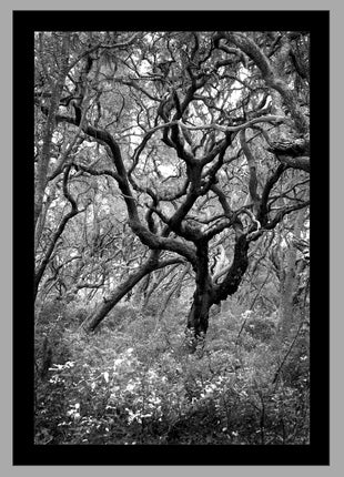 Wind Swept Oak