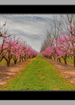 Blossom Trail