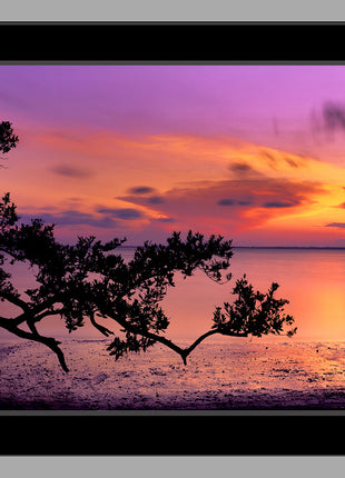 Evening Glory