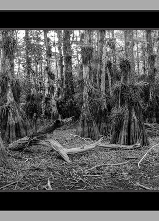 Cypress Dome