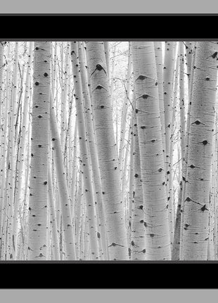 Aspen Forest