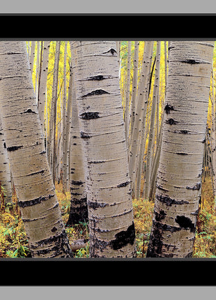Aspens in Atumn