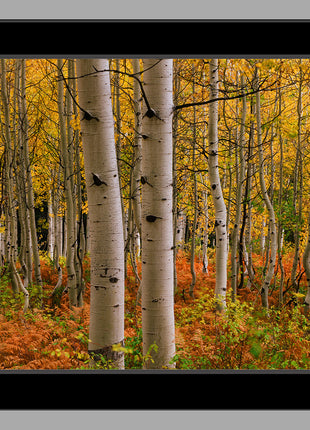 Crested Butte