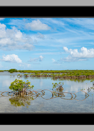 Key Mangrove
