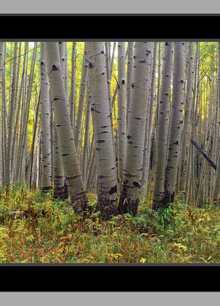 Colorado Gold