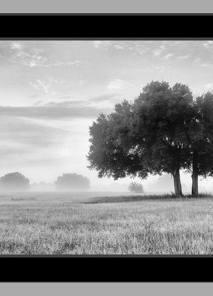The Clearing Black and White