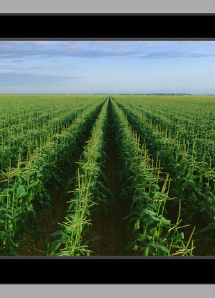 The Corn Field