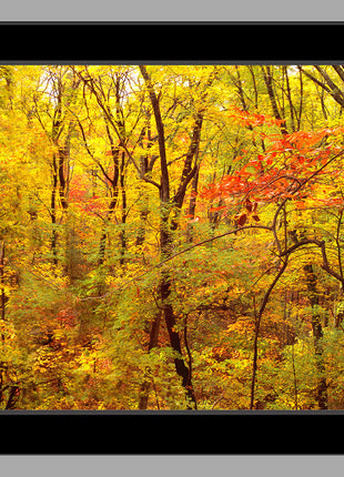 Red Forest