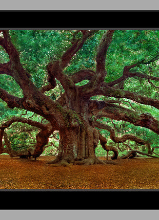Angel Oak