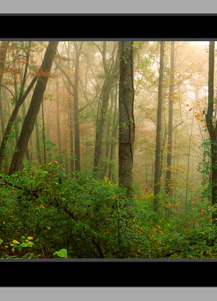 Sacred Forest