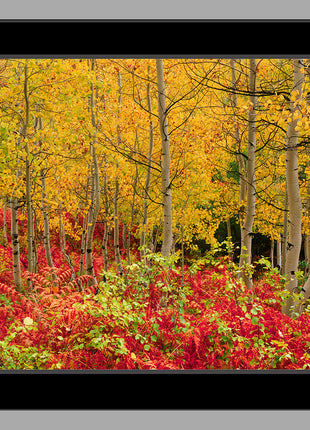 Autumn Glory