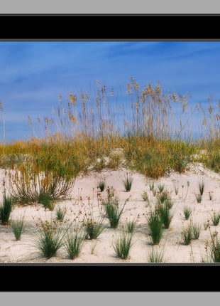 Sea Oats
