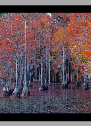 Atumn Cypress