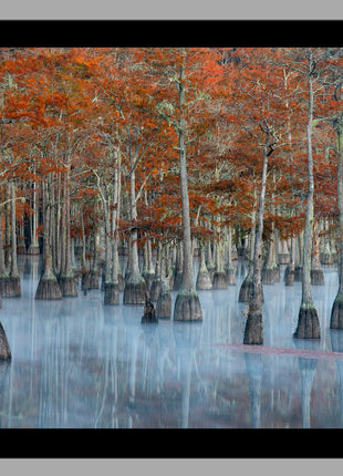 Painted Cypress