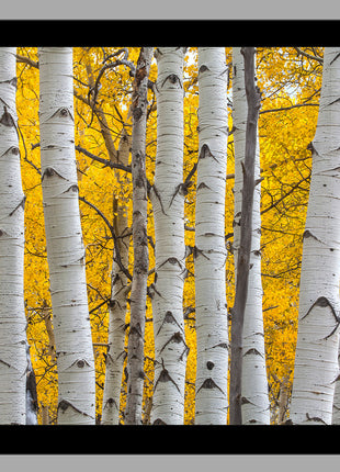Seasons Glow