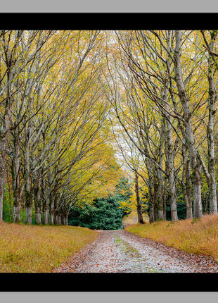 Golden Pathway