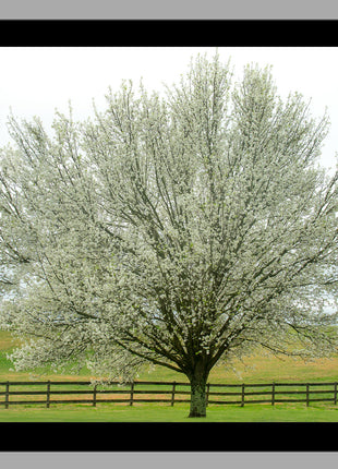 Dogwood Daydream