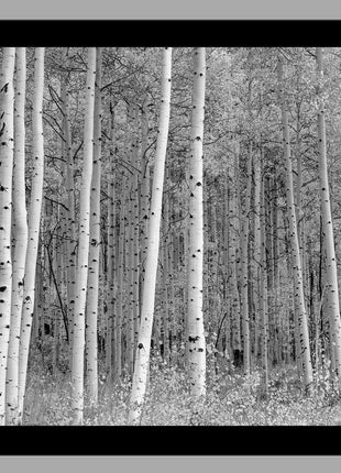 Aspen Highlands