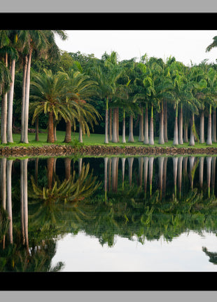 Royal Splendor Color