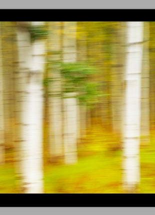 Painted Aspens